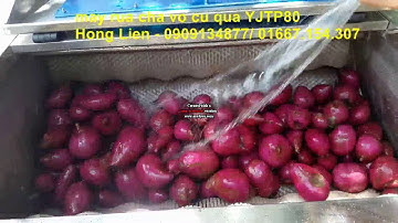 máy rửa khoai lang YJTP80, máy rửa cà rốt, máy rửa củ cải, máy rửa khoai tây, khoai môn, 0909134877