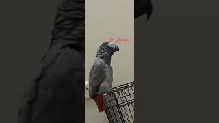 parrot. ببغاء يذكر اسم الله ،سبحان الله ♥️