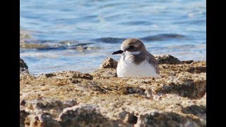 Greater sand plover - Charadrius leschenaultii - Ερημοσφυριχτής, Βραχοπλουμίδι - Cyprus