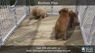 New Bichon Frise, Bichon poo, Toy Pomeranians, Mini Dachshunds, and Cavapoos Puppies For Sale