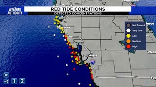 Famous Red tide is becoming a major issue on Florida's west coast Wealth