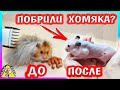 ПОБРИЛИ ХОМЯКА / ЛЫСЫЙ ХОМЯК / НОВЫЙ ПИТОМЕЦ / Alisa Easy Pets