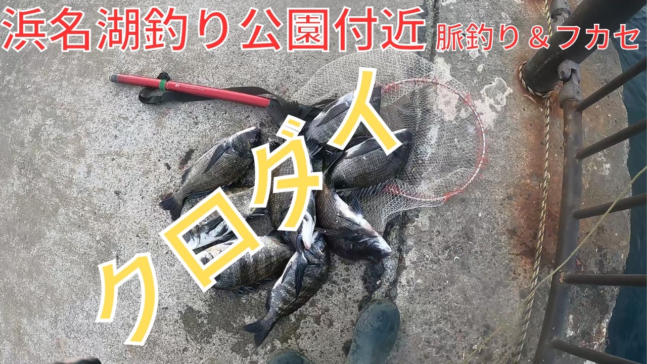 好調春クロダイ海釣り公園付近を釣り歩き