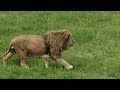 Вожак устроил заварушку на Скале славы! Тайган Lions in Crimean Taigan