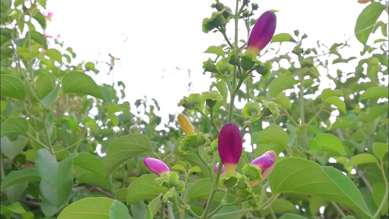 Duckbill Creeper, Cuello Creeper, Amphilophium paniculatum, Bignoniaceae