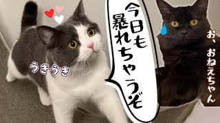 姉猫ビビの変なクセが治りませんどうしたらいいの? 476話