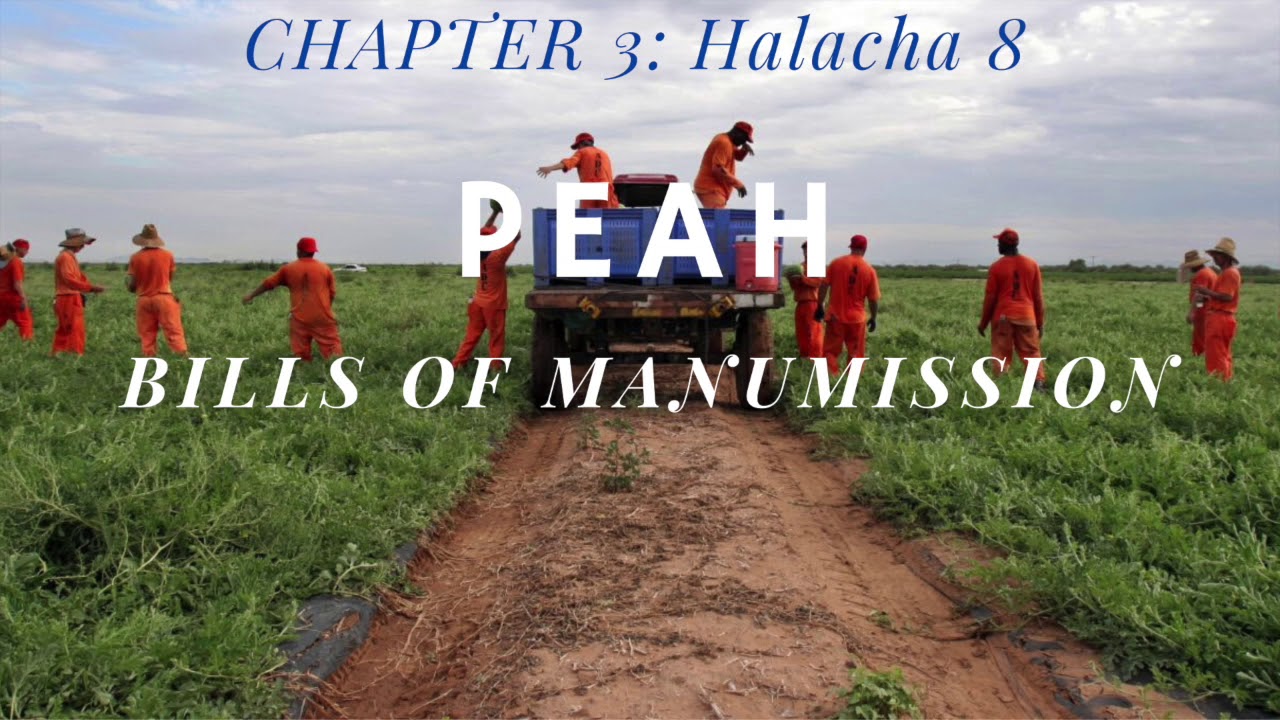 Yerushalmi Daf Yomi Bills Of Manumission Peah Chapter 3 Halacha 8 