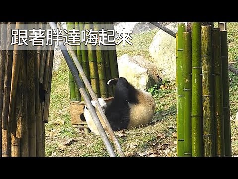 《熊猫早晚安》跟著胖達嗨起來| iPanda| iPanda
