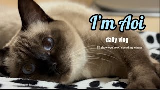 【シャム猫】冬の寒い日の過ごし方🐈 by シャム猫あおい 520 views 5 months ago 3 minutes, 41 seconds