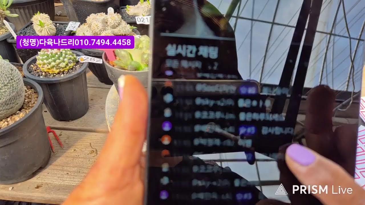 (청명)다육나드리 라이브 방송