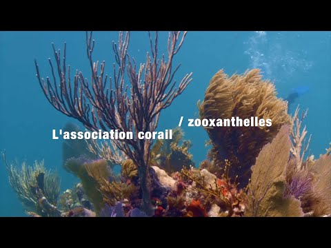 Le corail et ses zooxanthelles