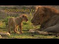  discover the wonders of nature with lion mountain tv 