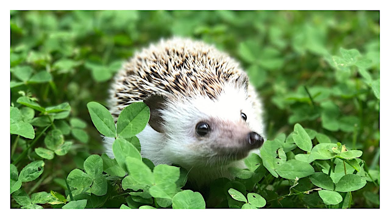 How to Add Borders to Images in GIMP