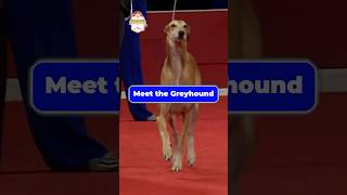 Meet The Greyhound