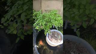 Urban Yamadori bonsailife nature garden diypond bonsaitree bonsai naturallife