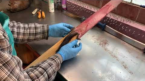 Fur Handling Series: Mink Part 3 - Boarding