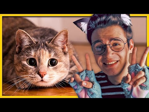 КАК ПОКАЗАТЬ КОШКЕ СВОЮ ЛЮБОВЬ ♡ ～('▽^人)