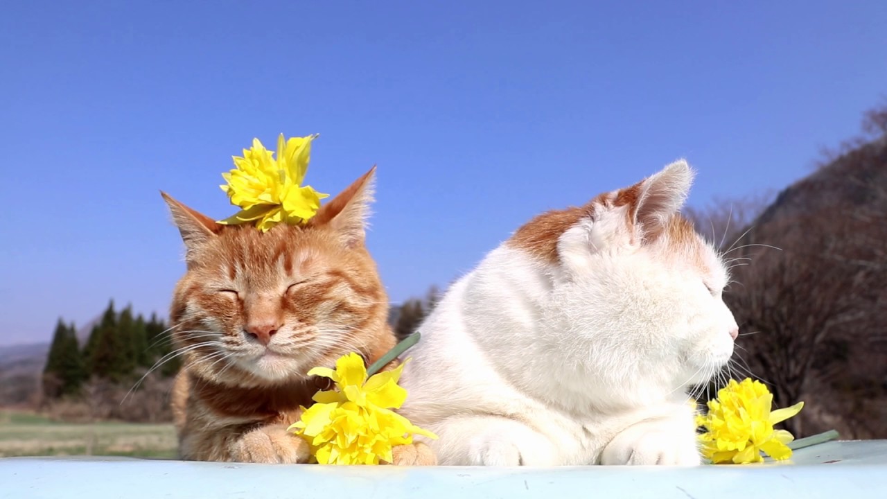 水仙の花 Youtube 水仙の花 Youtube