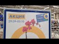 Орхидеи в Ленте за 399 рублей акция до 5 октября