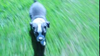 Kendrick Blue Pitbull Puppy Female A