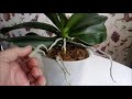 Почему орхидея не цветет, а  растит воздушные корни?)))