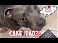 Talking Pitbull Tells Dad To Make Him A Cake!