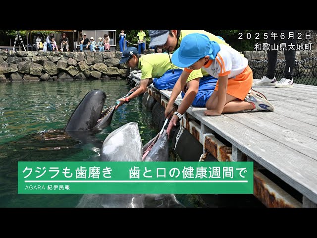 クジラさんも歯磨き「歯と口の健康週間」で - YouTube