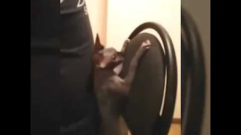 Сфинксы любят играть и проказничать!!