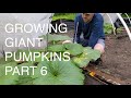 Growing Giant Pumpkins 2021 Part 6 - Cutting the back-up, Adjusting Greenhouse