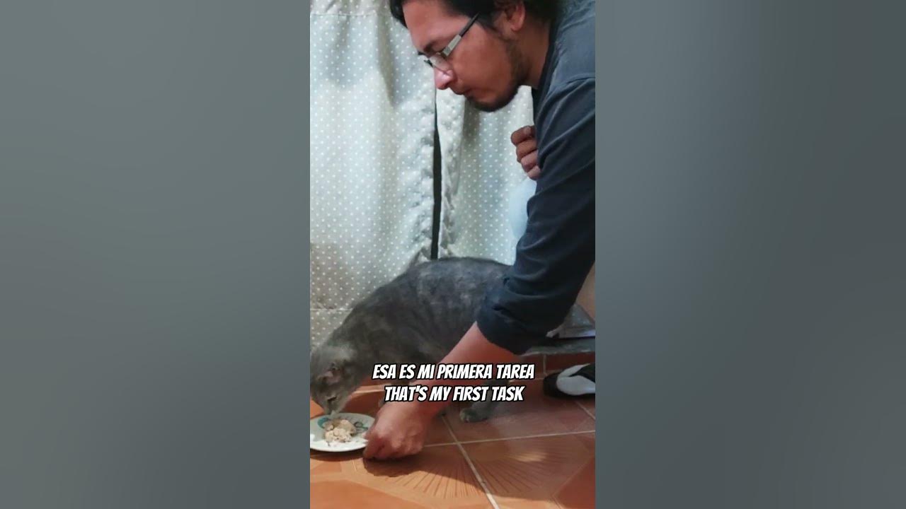 feed-the-cat-in-spanish-vocabulay-youtube