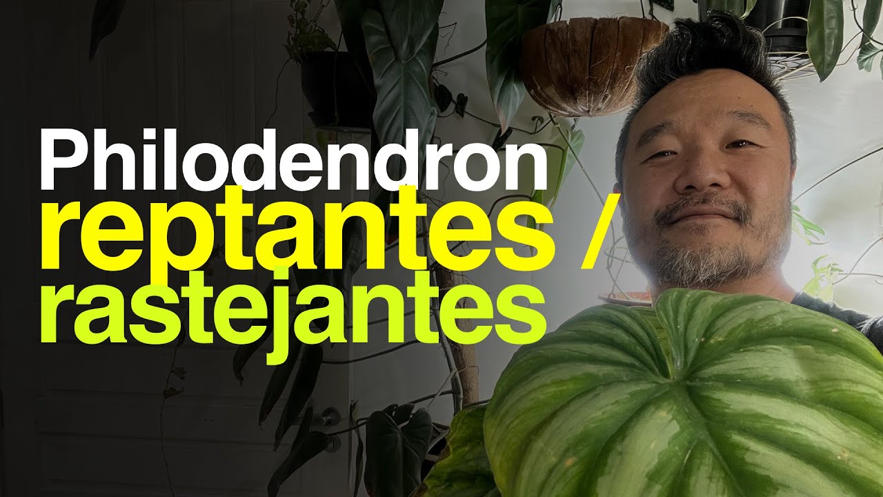 Philodendrons Que NÃO Exigem MUITA LUMINOSIDADE | Jardineiros Urbanos por Flay