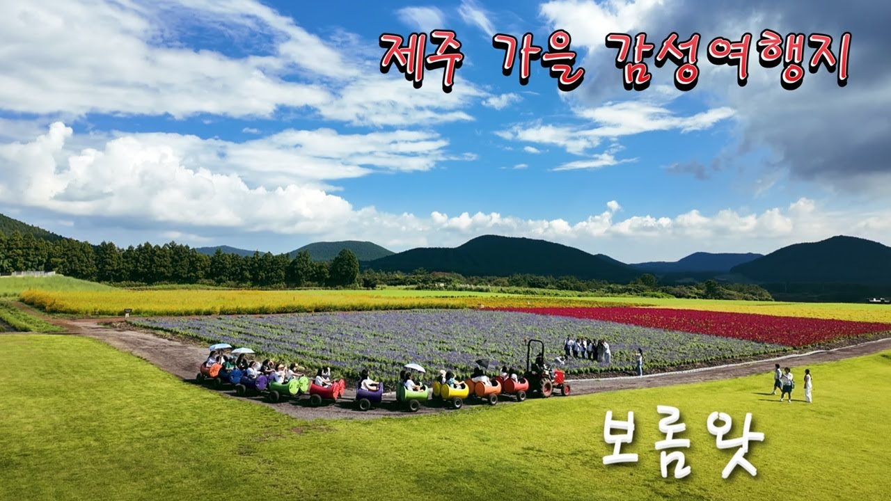 보롬왓 (Boromwat) - 제주의 가을 감성여행지