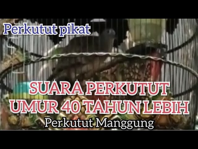 Suara perkutut umur 40 tahun lebih | perkutut sepuh | Perkutut Umur Tua class=