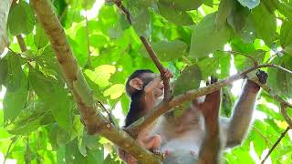 Monkey on a branch, baby monkey and mother​ #animals #cute #monkey #babymonkey #monkeymonkey #tank