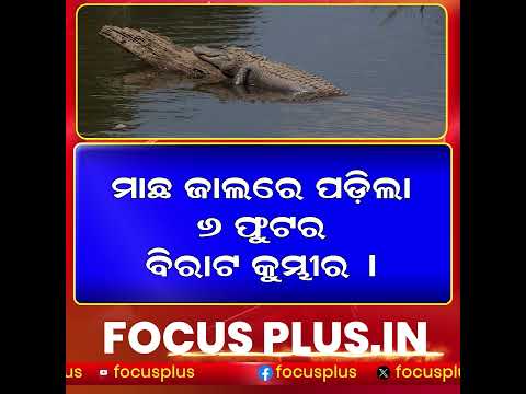 ମାଛ ଧରିବା ପାଇଁ ବସିଥିଲା ଜାଲ, ପଡ଼ିଲା କୁମ୍ଭୀର ll FOCUS PLUS ||