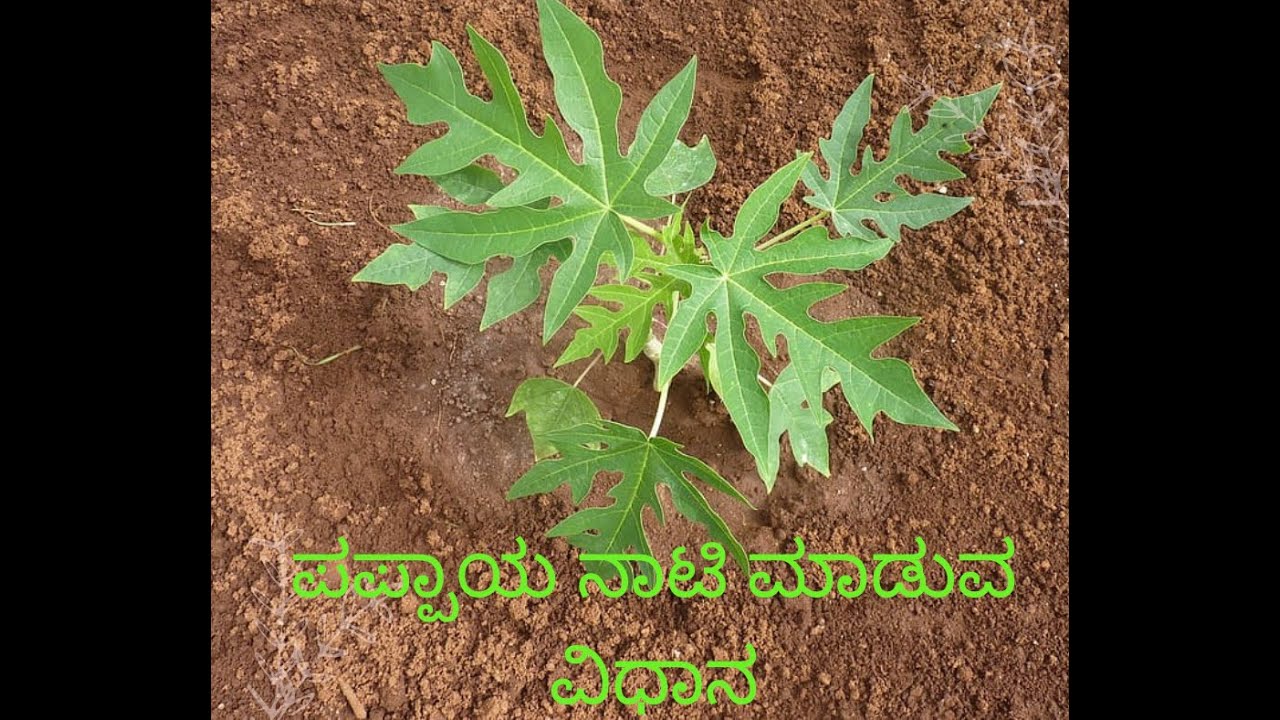 How to Plant Papaya? Complete Guide to Growing Papaya in Kannada