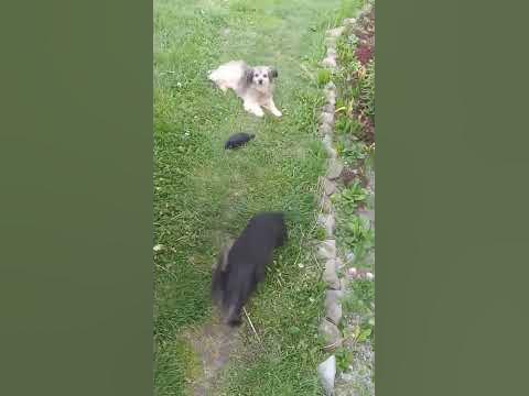 Жорік - YouTube