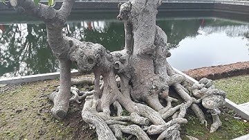 [TRIỂN LÃM CÂY CẢNH] TRIỂN LÃM CÂY CẢNH 2017, TRIỂN LÃM CÂY CẢNH SƠN TÂY 2017 bonsai exhibition 2017