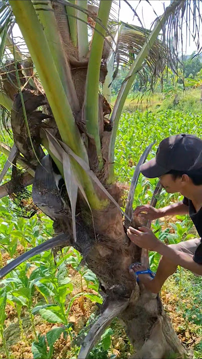 On the oil palm tree there are cute animals🌴 #shortvideo #viral