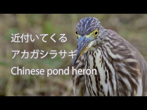 【近付いてくる】アカガシラサギ Chinese pond heron