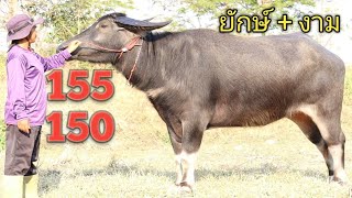 เปิดราคาควายงามสายพัฒนา ควายสาวสูง 155 ควายสาวท้องแรกสูง 150 หนุ่มหล่อสาวสวยเด็ดทุกตัว