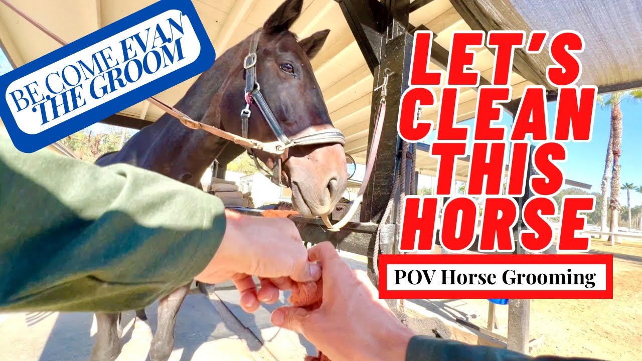 pov-groom-my-horse-liberty-with-me-how-to-grooming-with-evan-youtube