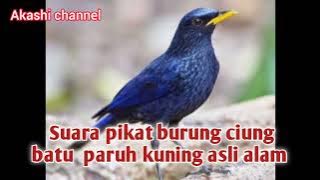 Suara pikat burung ciung batu paruh kuning asli alam mp3