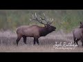 Elk at the Slippery Ann Viewing Area on the C. M. Russell NWR