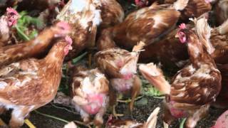 京都の平飼い有精卵　野菜を食べてます。