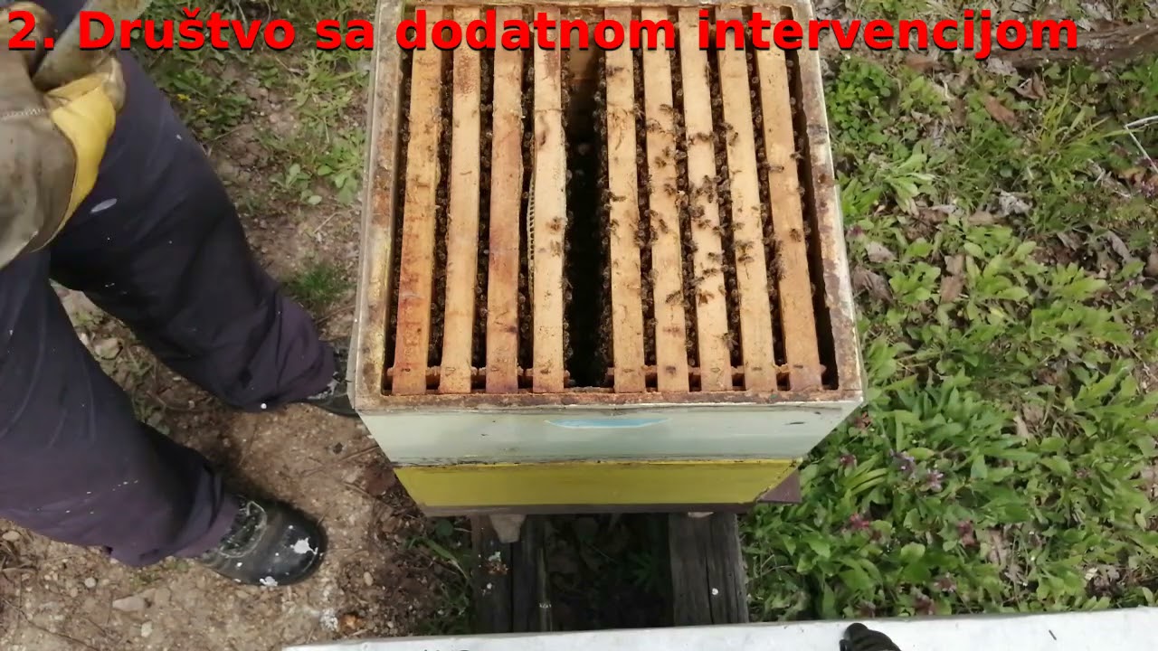 Proširenje prostora u RV košnici u pripremi za glavnu pašu