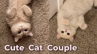Cute Cat Couple's Daily Moments💕 Adorable Cat Meowing Sound | meow__cash Resimi