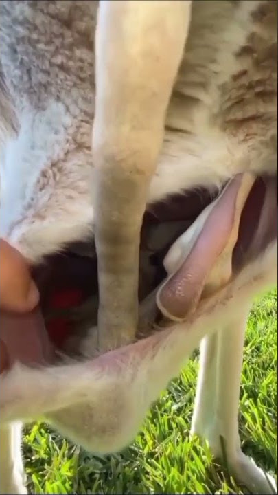 Baby Kangaroo Sleeping Inside Mother's Stomach