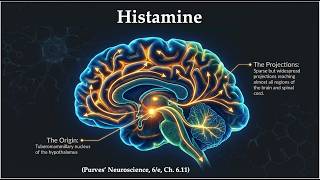 Brain Histamine: Synthesis, Receptors, &amp; Function (Purves' Neuroscience, 6/e; Ch. 6.11)**