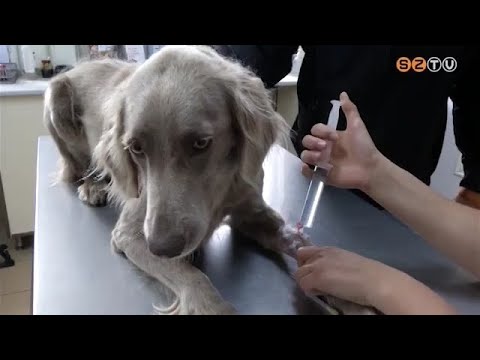 Videó: Parvovírus Kutyákban: Tünetek, Okok és Kezelések